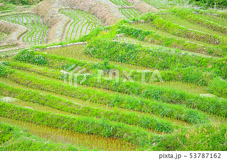 田植えが終わった白米千枚田 53787162
