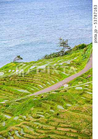 田植えが終わった白米千枚田 53787163