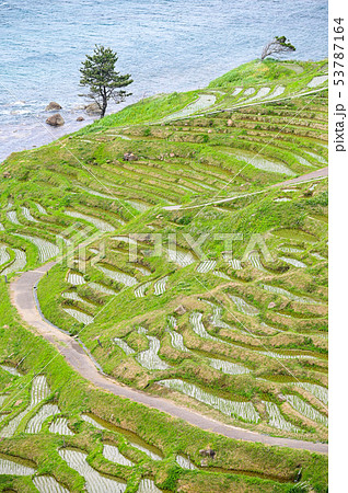 田植えが終わった白米千枚田 53787164
