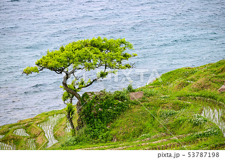 田植えが終わった白米千枚田 田植えが終わった白米千枚田 53787198
