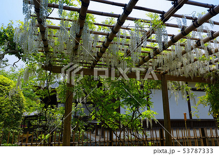 天龍寺 庭園 白長藤 天龍寺 庭園 白長藤 53787333