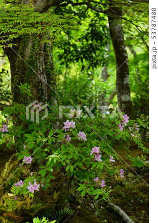 天龍寺 庭園 ツツジ 天龍寺 庭園 ツツジ 53787480