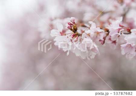 桜 53787682