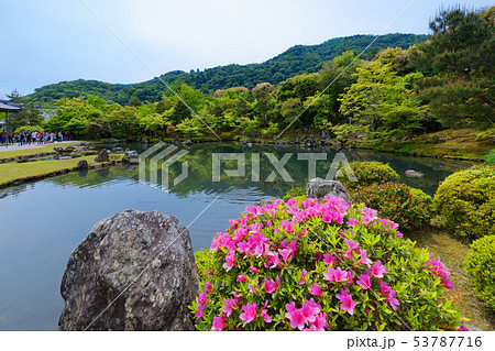 天龍寺　曹源池庭園　ツツジ　池 53787716