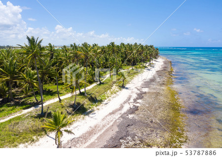 Aerial view on tropical island with coconut palms Aerial view on tropical island with coconut palms 53787886