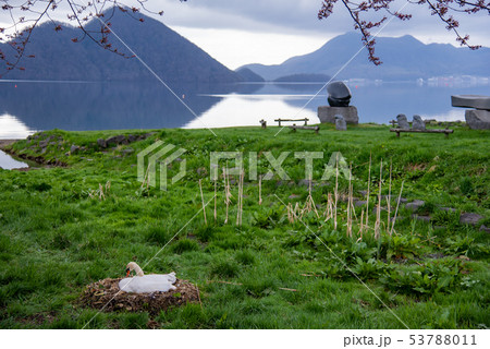 北海道　洞爺湖　キャンプ場の横に白鳥の巣 53788011