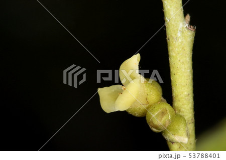 自然　植物　リュウキュウコクタン、沖縄を代表する木ですが乱伐で自生の大木はほとんど無いそうです 53788401