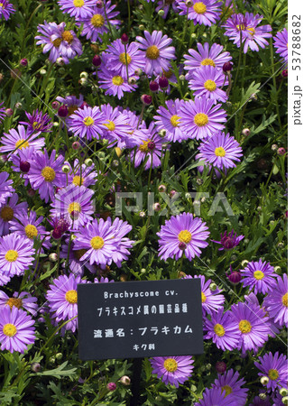 ブラキカム ブラキカム 53788682