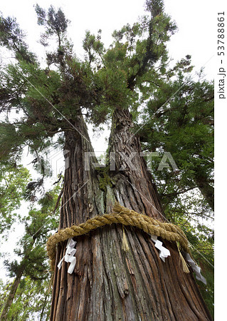 大神神社の巳の神杉(みのかみすぎ) 53788861