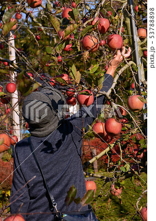 りんご、 53788898