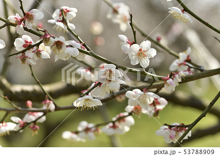 白梅の花 53788909