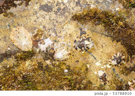 ヨメガカサ 53788910