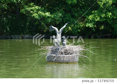 アオサギ 53789250