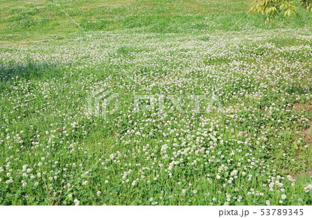 クローバー群生 クローバー群生 53789345
