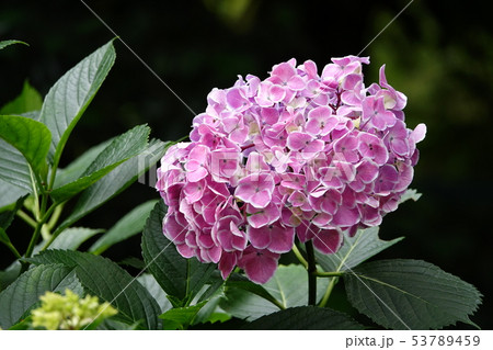 アジサイ (紫陽花) アジサイ (紫陽花) 53789459