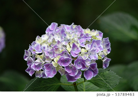 アジサイ　（紫陽花） 53789463