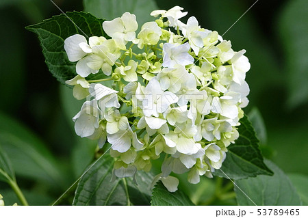 アジサイ (紫陽花) アジサイ (紫陽花) 53789465