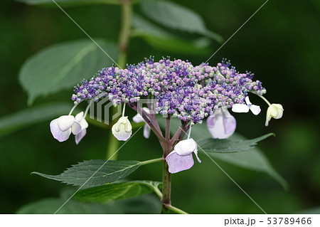 アジサイ　（紫陽花） 53789466
