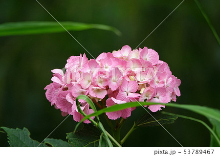 アジサイ (紫陽花) アジサイ (紫陽花) 53789467