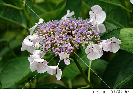 アジサイ　（紫陽花） 53789468