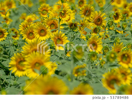 ひまわり畑 ひまわり畑 53789486