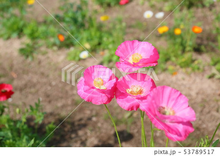 ポピーの花 ポピーの花 53789517
