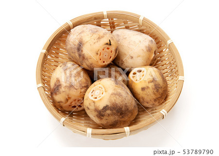 生蓮根 生蓮根 53789790