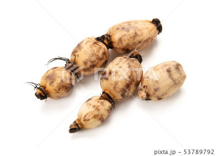 日本の野菜、生蓮根 日本の野菜、生蓮根 53789792