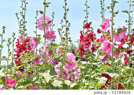 タチアオイ（立葵） 53789926