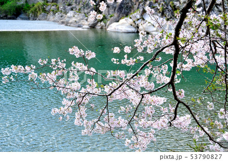 仁淀川と桜 53790827