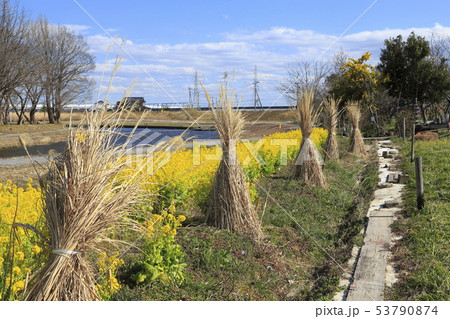 中川八潮 やしお フラワーパーク 埼玉県八潮市 の写真素材