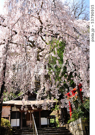 来迎院の枝垂れ桜 53790935