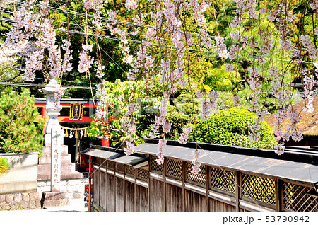 来迎院の枝垂れ桜と天河大弁財大社の鳥居 来迎院の枝垂れ桜と天河大弁財大社の鳥居 53790942