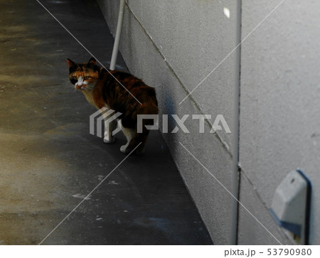 路地裏の猫 路地裏の猫 53790980