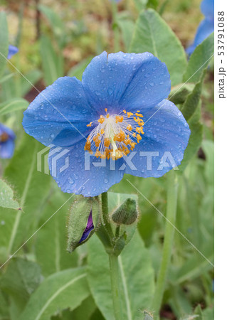 ヒマラヤの青いケシ 53791088