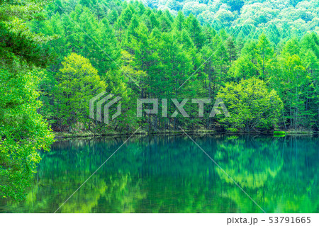 御射鹿池　初夏　【長野県】 53791665