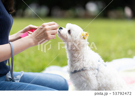 ペット　愛犬 53792472