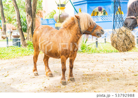 Mini dwarf horse in a pasture at a farm 53792988