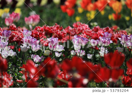 ちゅーりっぷ9082 53793204