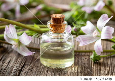 A bottle of mallow essential oil with fresh malva A bottle of mallow essential oil with fresh malva 53793240