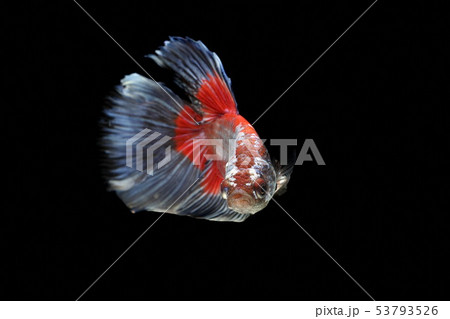 Siamese fighting fish,Betta splendens,colorful Siamese fighting fish,Betta splendens,colorful 53793526