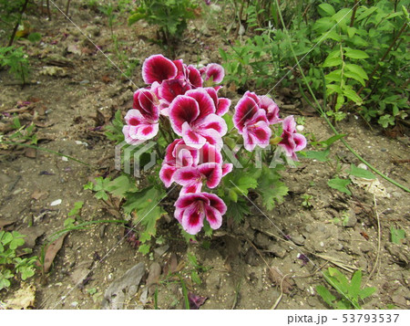 ペラルゴニウムの白い縁取りの深紅色の花 53793537