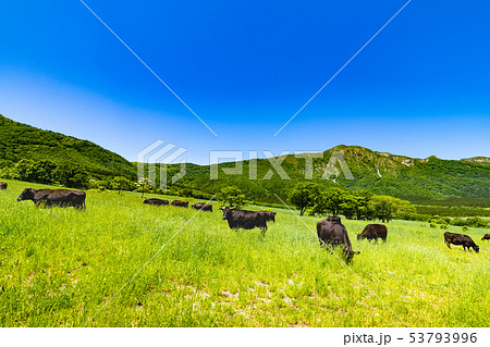 高原の牧場　宮城大崎市営鳴子放牧場 53793996