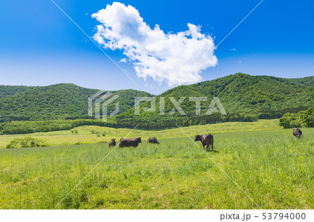 高原の牧場　宮城大崎市営鳴子放牧場 53794000