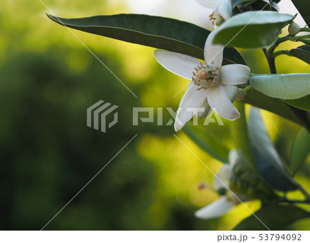 Valencian orange and orange blossoms. Spain. Valencian orange and orange blossoms. Spain. 53794092