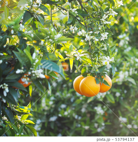 Valencian orange and orange blossoms. Spain.  53794137