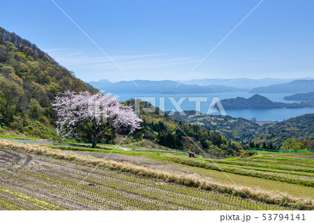 松尾の一本桜 53794141