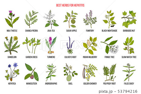 Best herbal remedies for hepatitis 53794216
