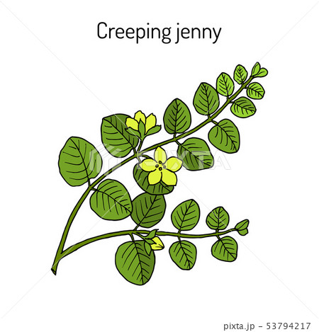 Creeping jenny lysimachia nummularia , medicinal plant 53794217
