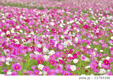 湖国のコスモス畑 53794386